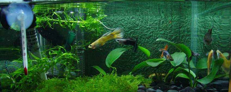養孔雀魚用什么水草