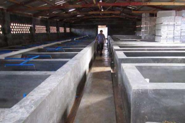 虹鱒魚養殖池怎么建