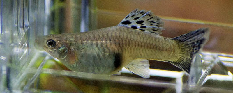 孔雀魚生小魚前兆