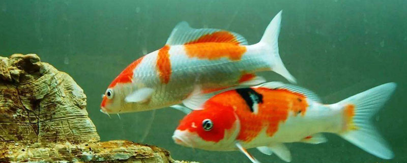 養錦鯉魚缸里放鹽嗎