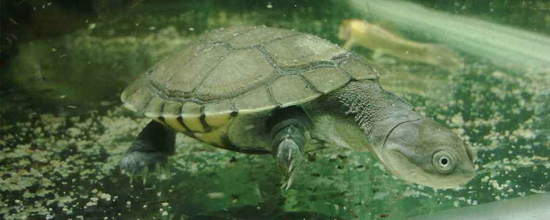 養(yǎng)烏龜有什么說法