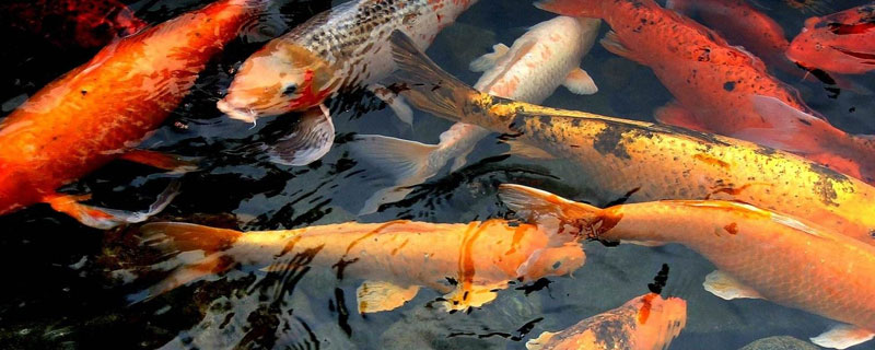 養錦鯉需要加熱棒嗎