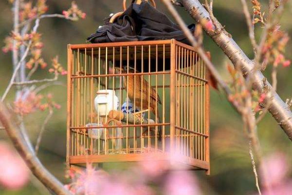 畫眉養多久能開罩