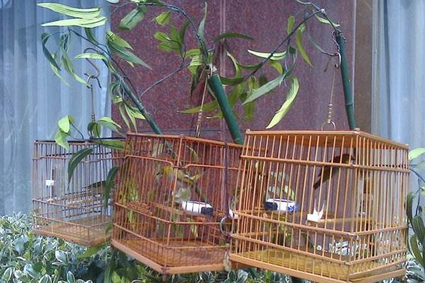 畫眉養多久能開罩