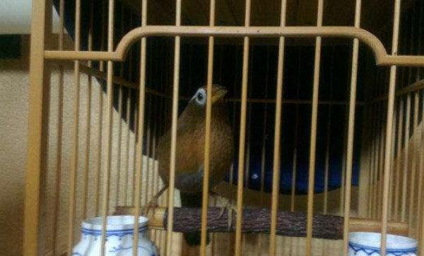 畫眉養多久能開罩