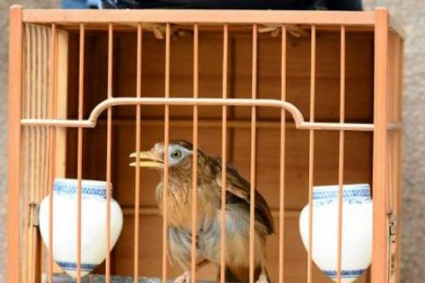 畫眉怎么養(yǎng)熟透