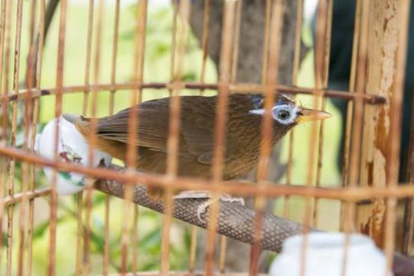 畫眉適合新手養(yǎng)嗎