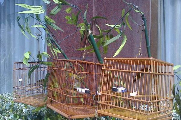 畫眉適合新手養(yǎng)嗎