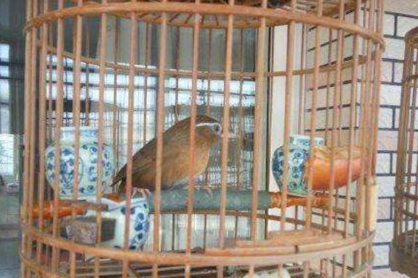 養畫眉幼鳥怎么養