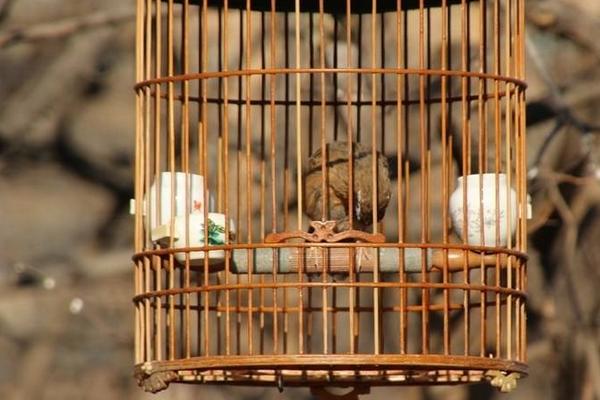 養畫眉鳥三閉三開養法