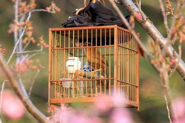 養畫眉鳥三閉三開養法