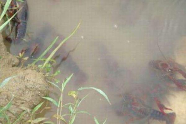 養(yǎng)蝦同時可以養(yǎng)殖什么