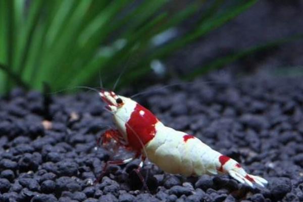 養(yǎng)蝦同時可以養(yǎng)殖什么