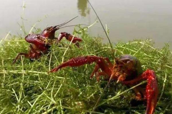 養(yǎng)蝦同時可以養(yǎng)殖什么