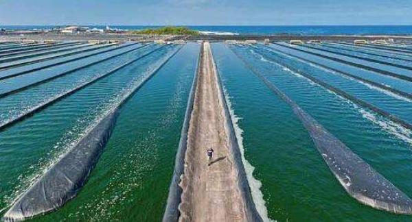 養(yǎng)蝦的池子怎么建