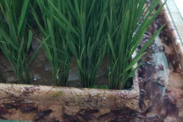 稻蝦養殖的好處