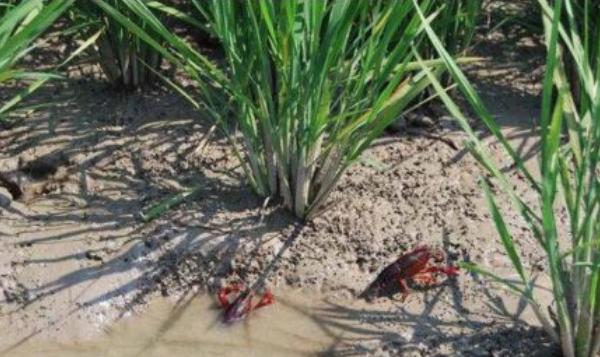 稻蝦養殖的好處