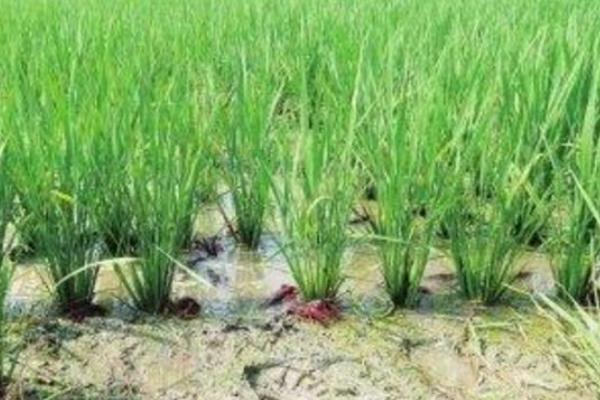 稻蝦養殖的好處