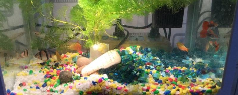 養孔雀魚用什么過濾