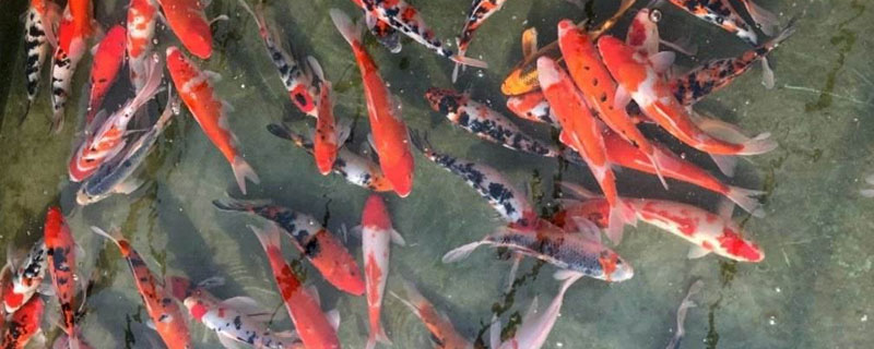 錦鯉養(yǎng)殖方法