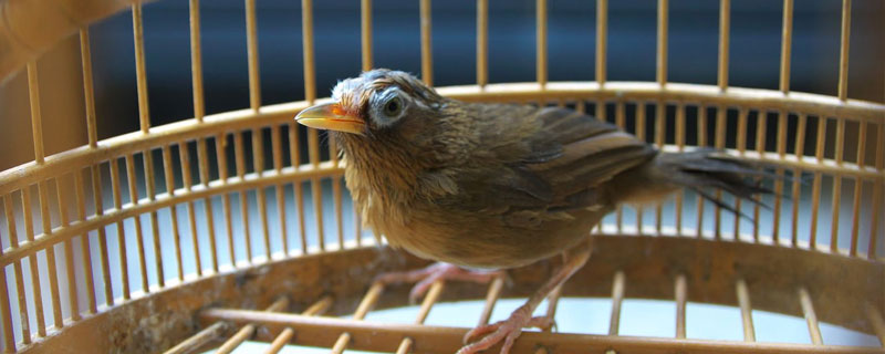 畫眉養多久能開罩