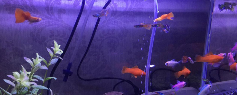 養孔雀魚用放鹽嗎