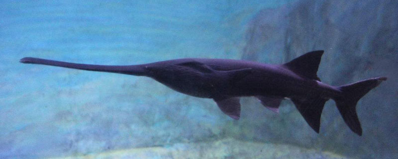 鴨嘴魚多少錢一斤