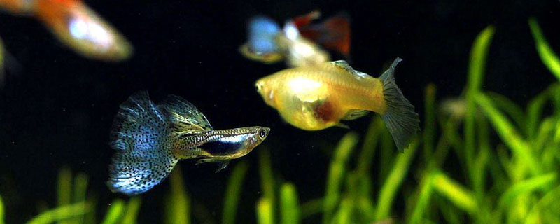 養孔雀魚的技巧