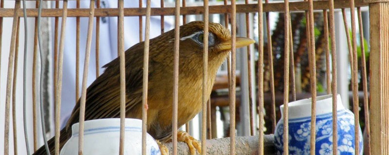 畫眉怎么養熟透