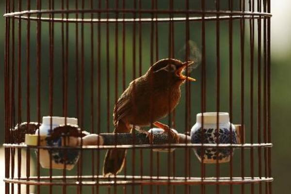 畫眉怎么養(yǎng)熟透