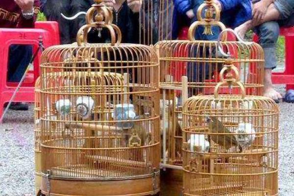 畫眉怎么養(yǎng)熟透