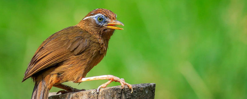 畫眉適合新手養嗎