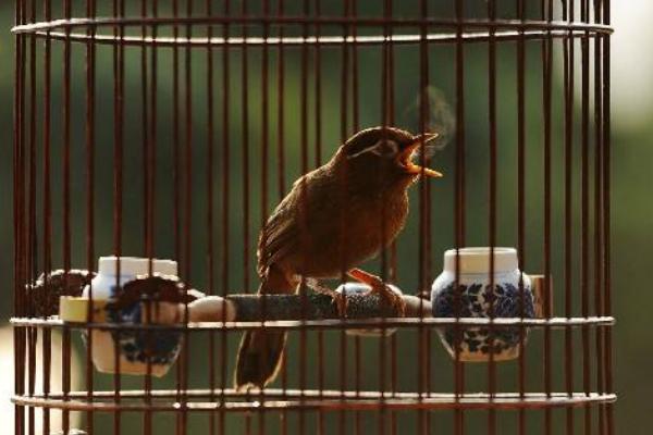 畫眉適合新手養(yǎng)嗎