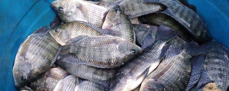 羅非魚多少錢一斤