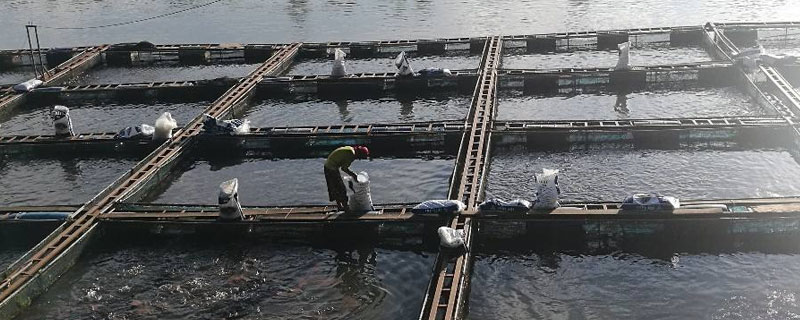 養(yǎng)羅非魚水深多少適合