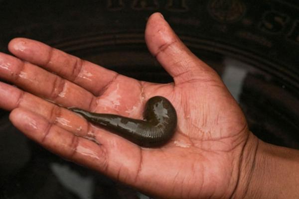 養(yǎng)水蛭吃什么食物