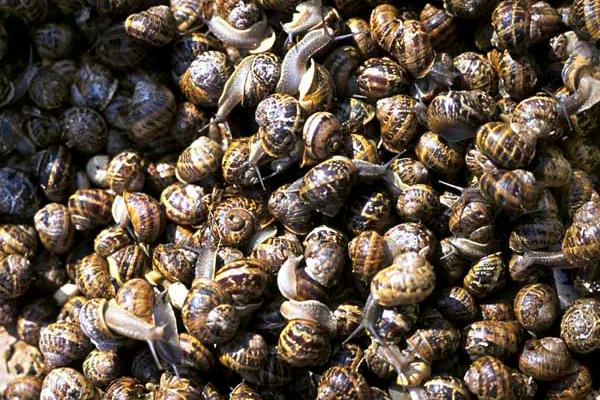 養(yǎng)水蛭吃什么食物