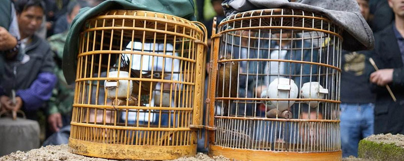 養(yǎng)畫眉用什么籠子