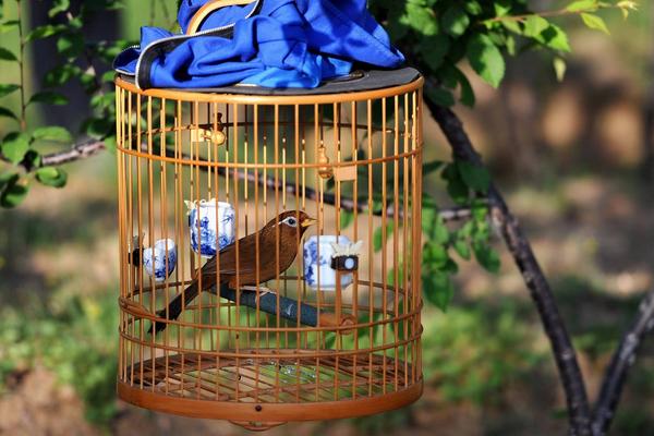 養(yǎng)畫眉用什么籠子