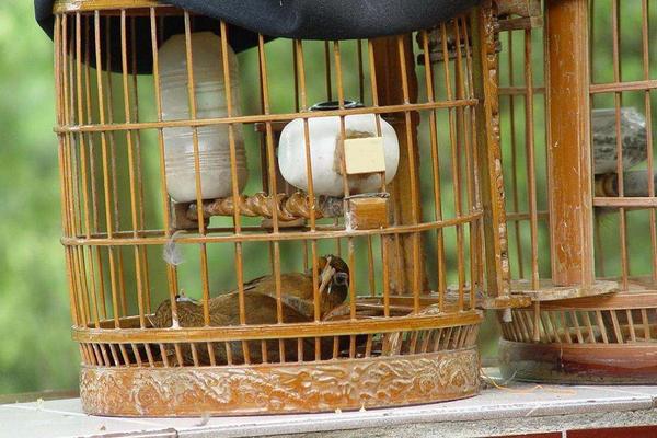 養(yǎng)畫眉用什么籠子