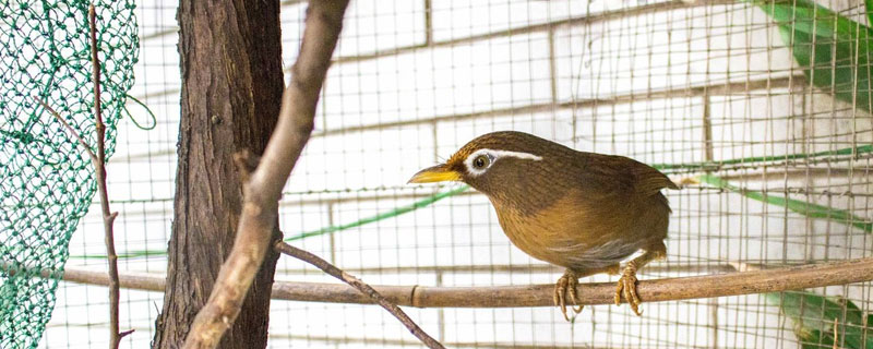 養(yǎng)畫眉鳥三閉三開(kāi)養(yǎng)法