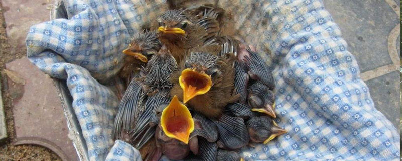 畫眉幼鳥怎么養