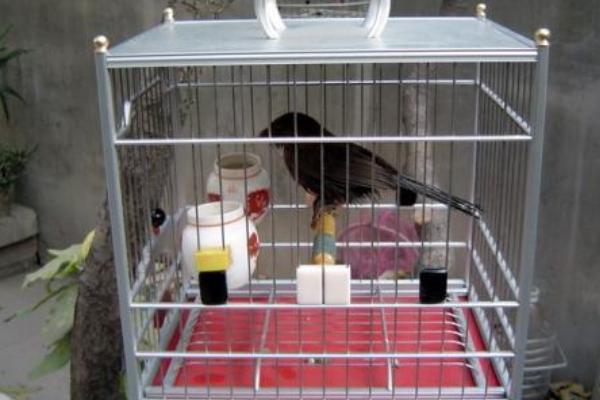 養畫眉幼鳥怎么養