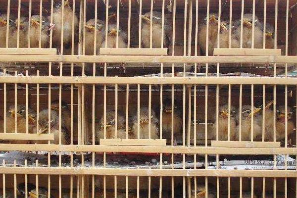 養畫眉幼鳥怎么養