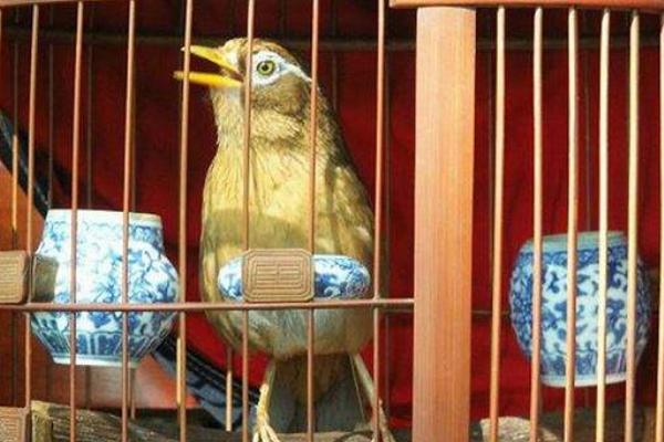 養畫眉幼鳥怎么養