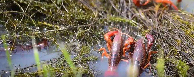 養(yǎng)蝦同時可以養(yǎng)殖什么