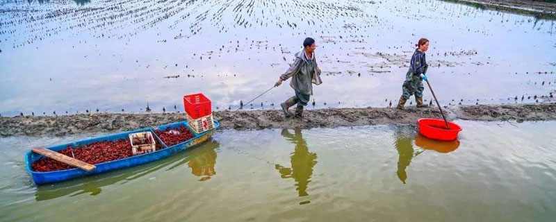 養(yǎng)蝦的季節(jié)
