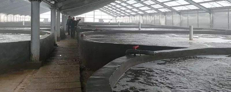 養(yǎng)蝦的池子怎么建