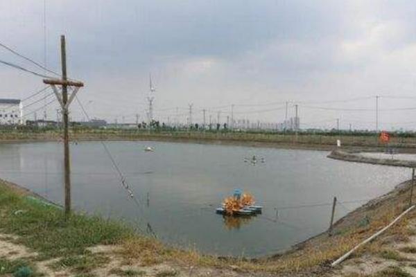 養(yǎng)蝦的池子怎么建