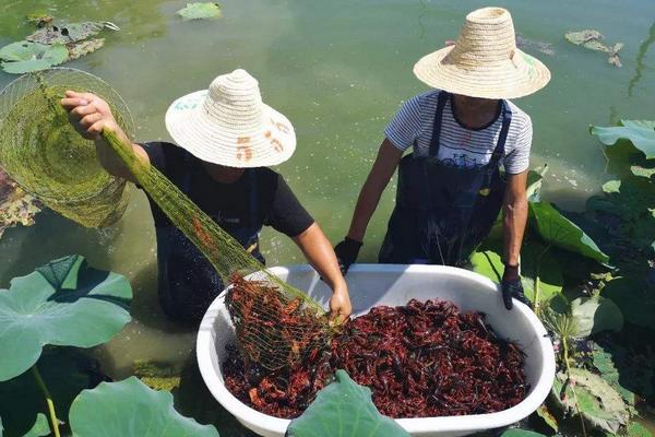 養蝦的季節